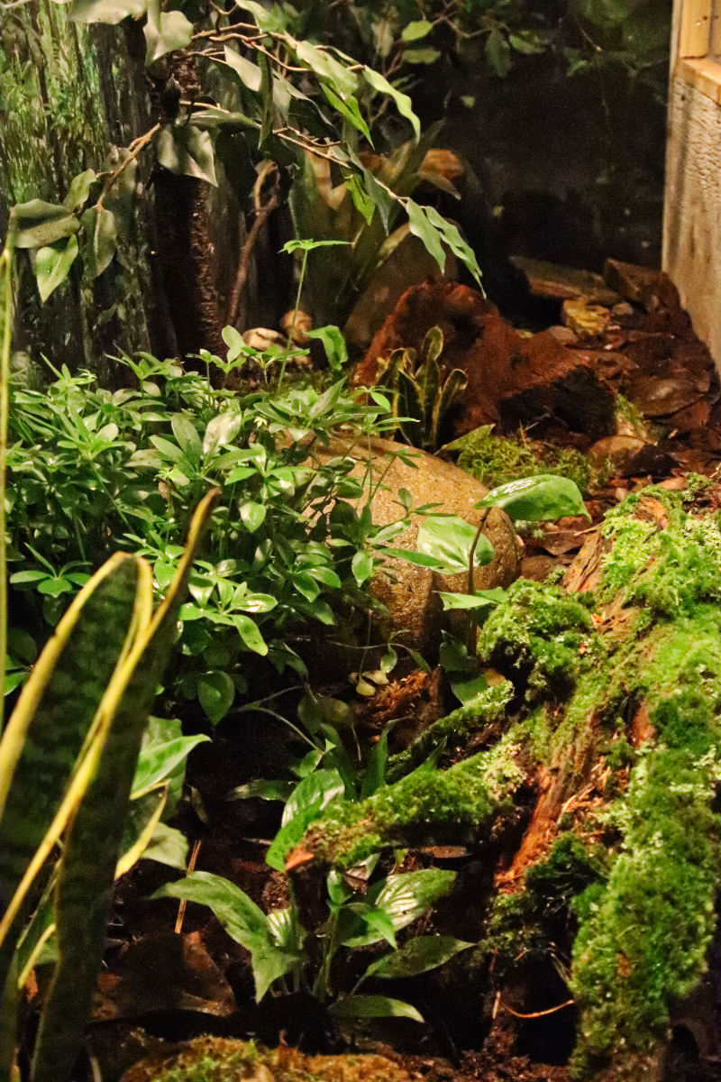 Poison Dart Frogs at GarLyn Zoo